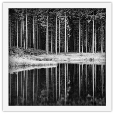 Δάσος σε ασπρόμαυρο φόντο