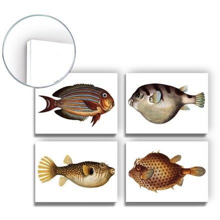 Fish Mini Set Forex
