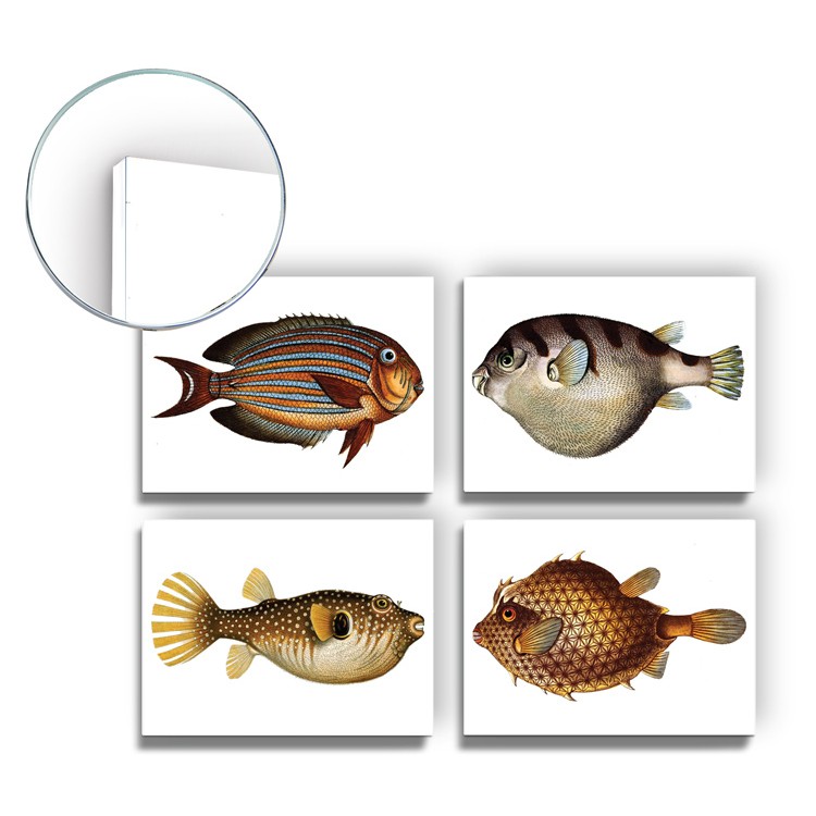 Mini Set Forex Fish