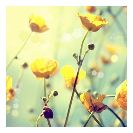 Κίτρινο λουλούδι