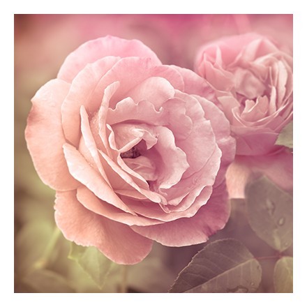 Ροζ Τριαντάφυλλα