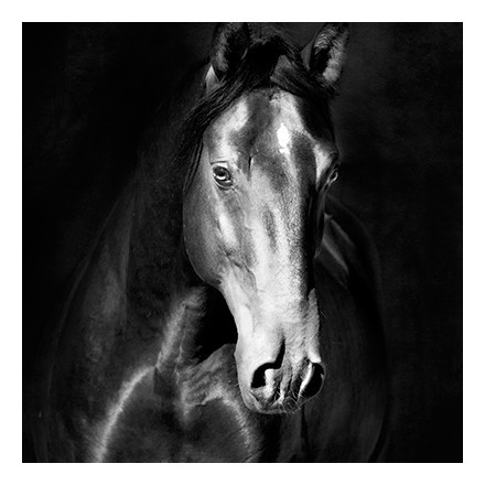 Μαύρο άλογο kladruby