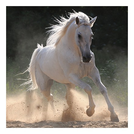 Άσπρο άλογο