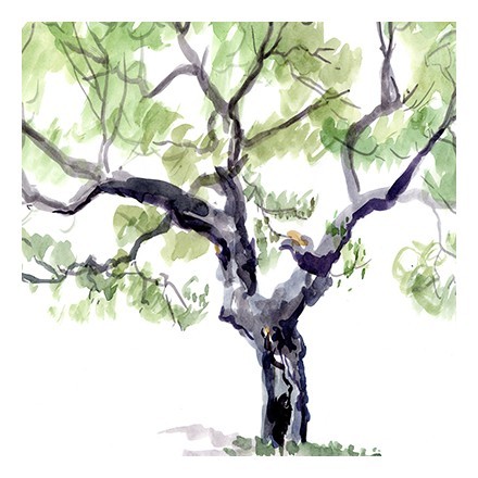 Δέντρο Νερομπογιά