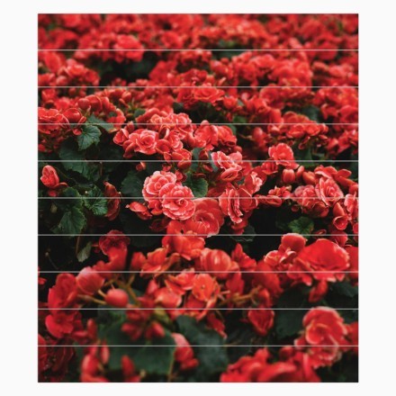 Κόκκινα τριαντάφυλλα