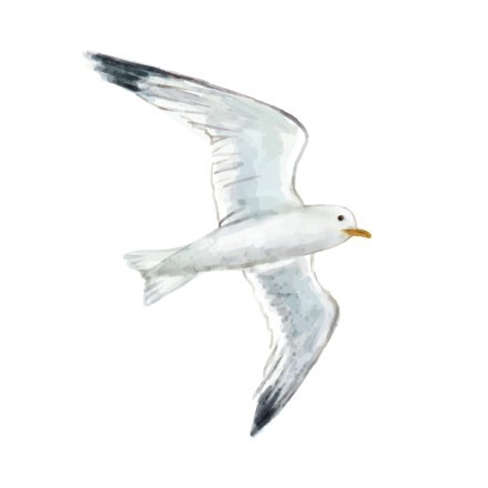 Seagull