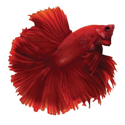 Κόκκινο ψάρι