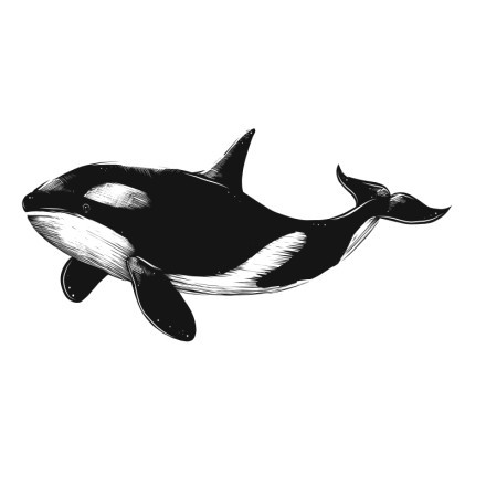 Φάλαινα όρκα