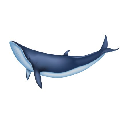 Μπλε φάλαινα