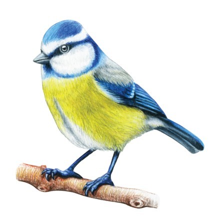 Blue Bird