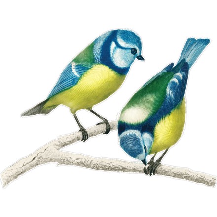 Exotic Birds