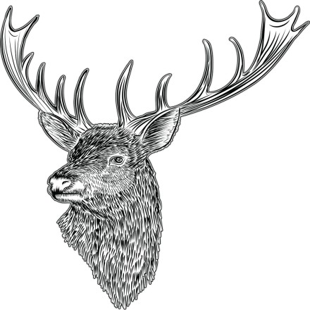 Reindeer