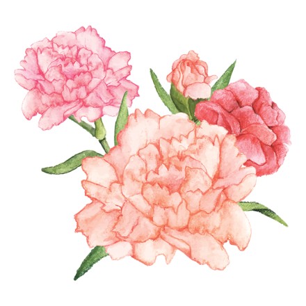 Carnation