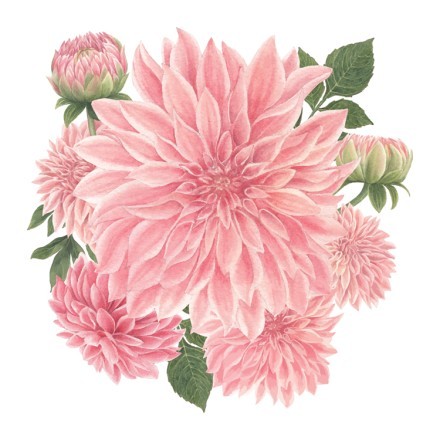 Peoniα