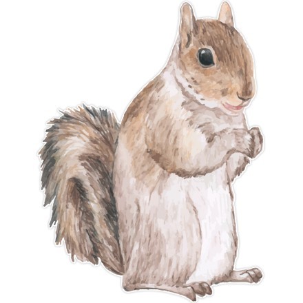 Squirrel