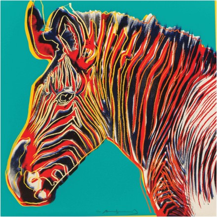 Grevy’s Zebra