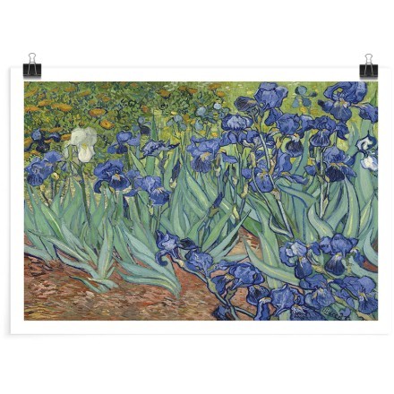 Irises (1) Πόστερ