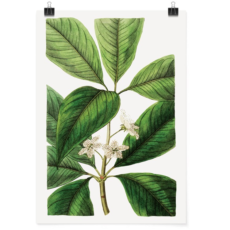 40 x 50 εκ Καταπράσινο φυτό - Poster-Αφίσα