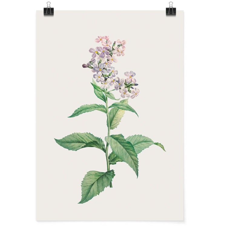 30 x 40 εκ Λουλούδι με μωβ άνθη - Poster-Αφίσα
