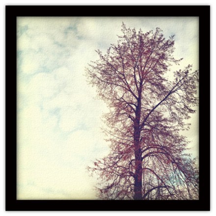 Ανθισμένο δένδρο