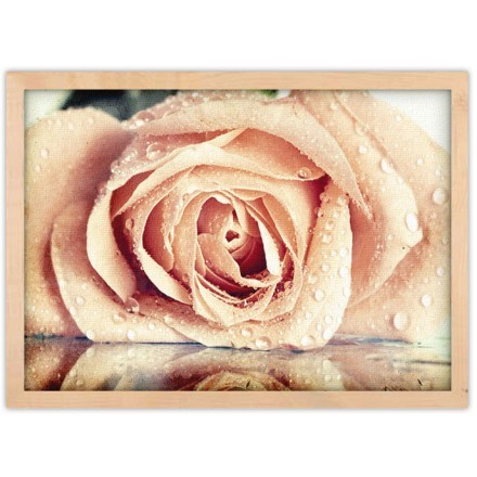 Ρόζ Τριαντάφυλλο