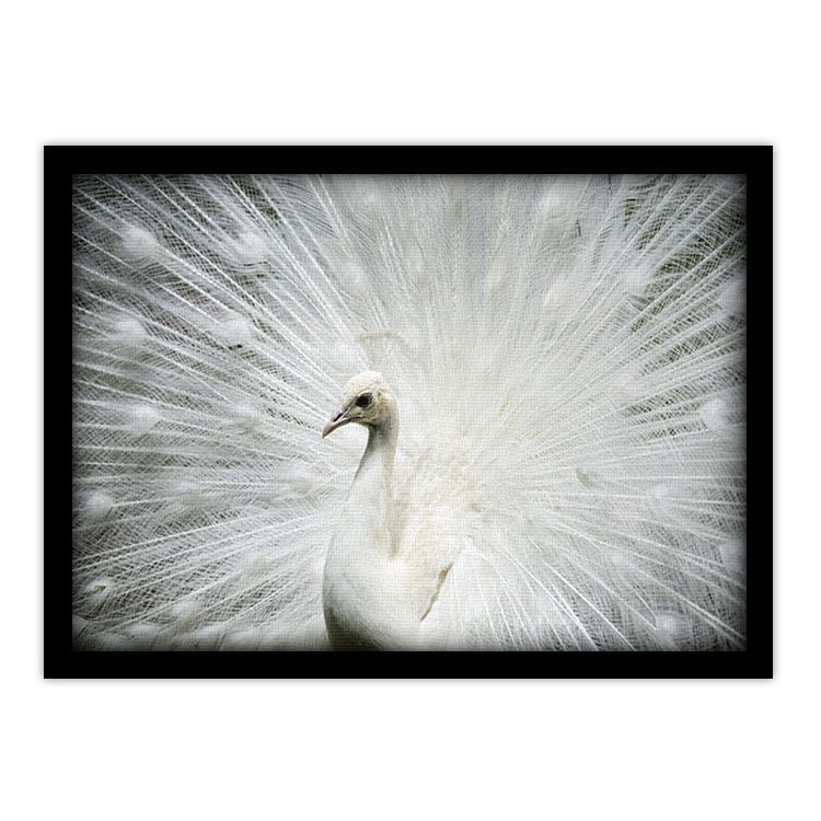 Πίνακας σε Καμβά Παγόνι με λευκά φτερά