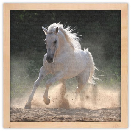 Άσπρο άλογο τρέχει στη σκόνη