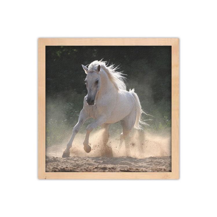 Πίνακας σε Καμβά Άσπρο άλογο τρέχει στη σκόνη