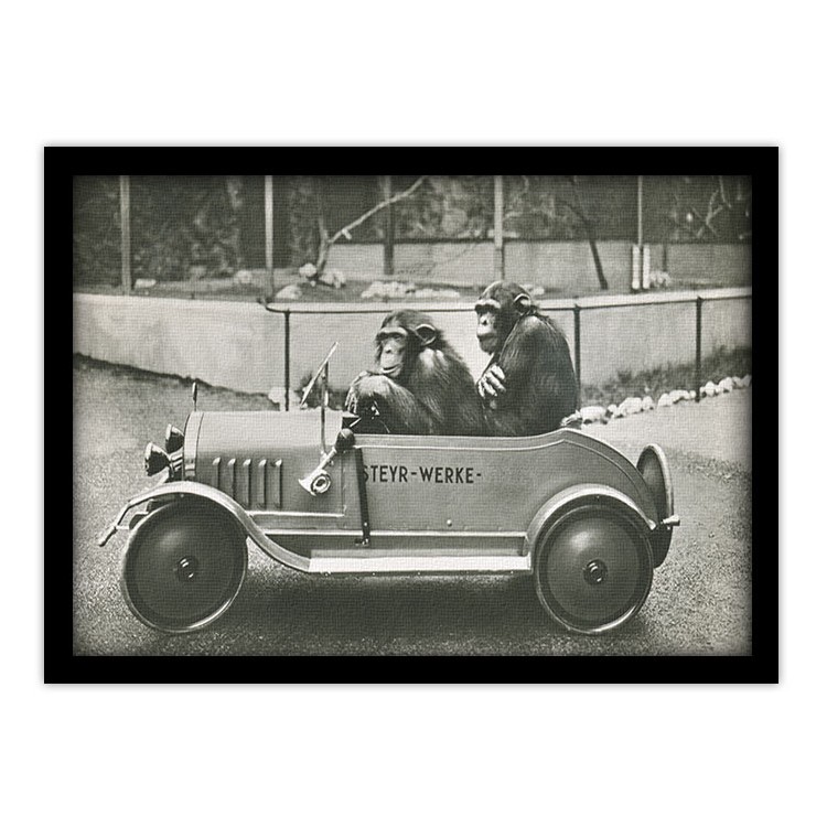 Πίνακας σε Καμβά Δύο χιμπατζήδες σε μικρό αυτοκίνητο