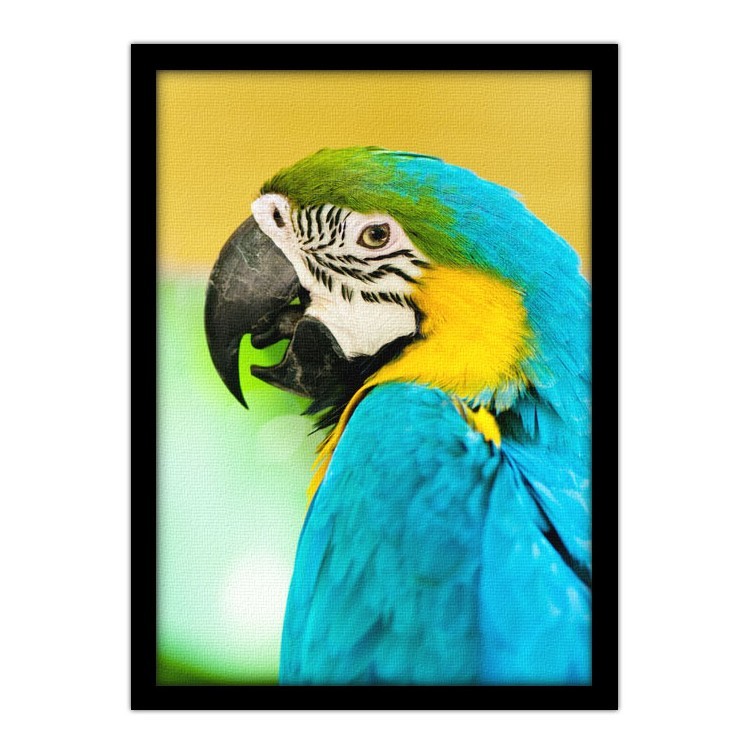 Πίνακας σε Καμβά Πολύχρωμος παπαγάλος
