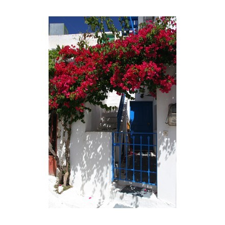 Λουλούδια σε ελληνικό σπίτι