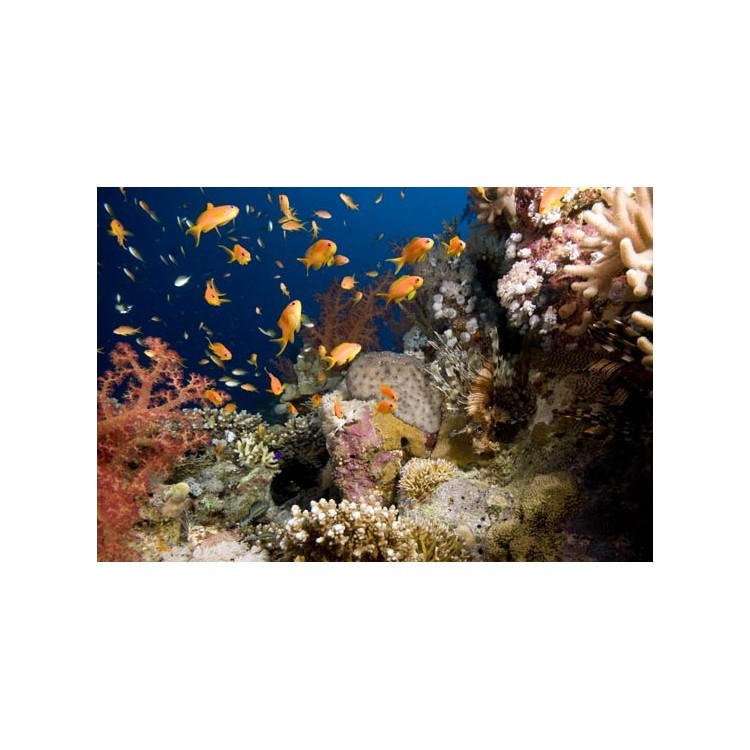  Κοράλια με τροπικά ψάρια