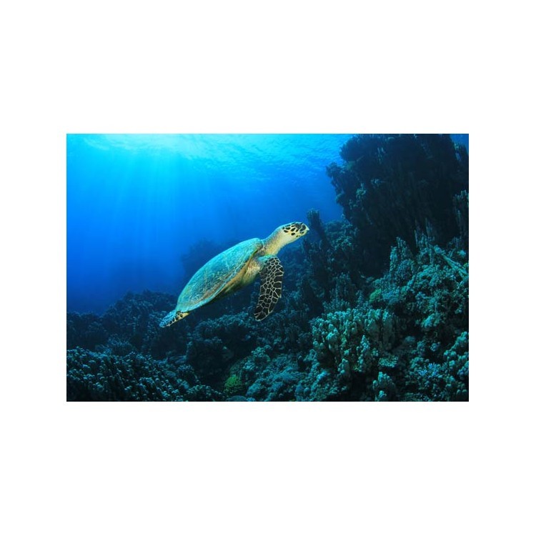  Χελώνα σε κοραλιογενή ύφαλο στο φως του ήλιου