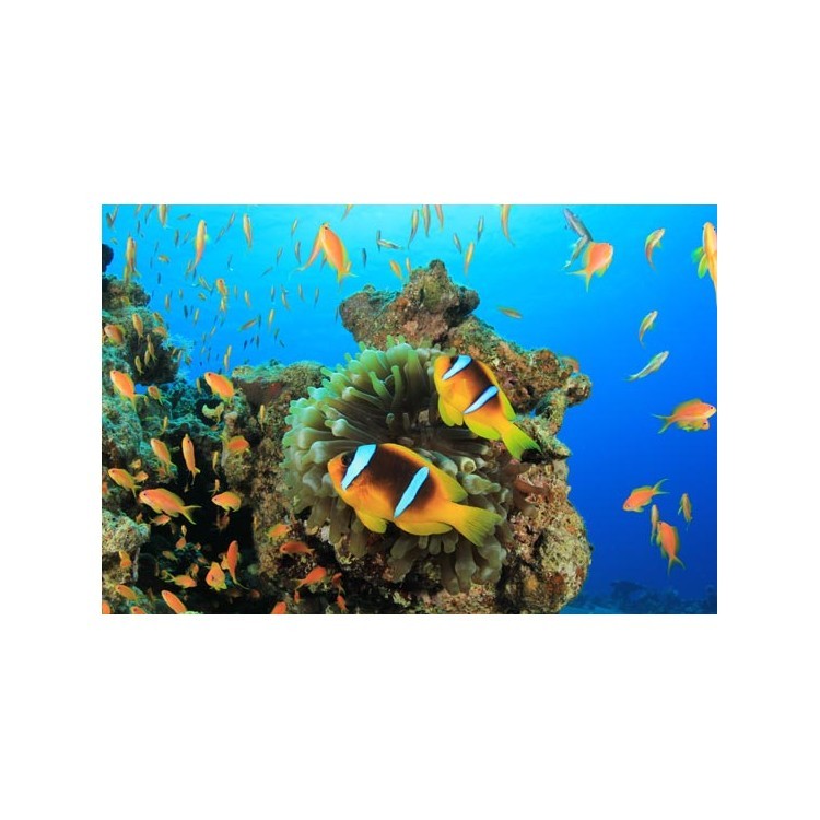  Τροπικά ψάρια σε κοραλλιογενή βυθό