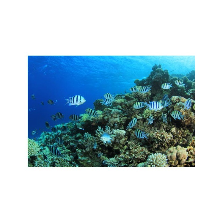  Ψάρια σε κοραλλιογενή περιοχή