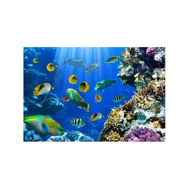  Tροπικά ψάρια σε έναν κοραλλιογενή ύφαλο