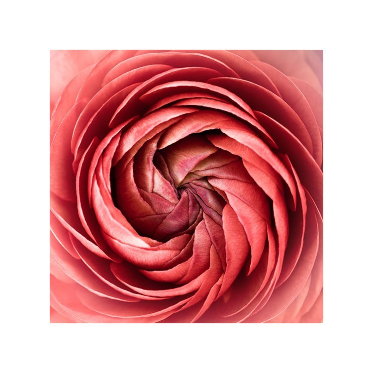  Ροζ λουλούδι