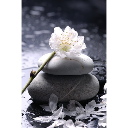 Λουλούδι σε πέτρα