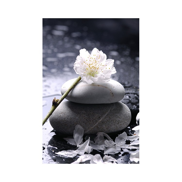  Λουλούδι σε πέτρα