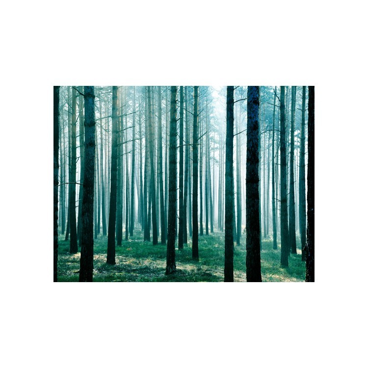  Ομιχλιασμένο πυκνό δάσος