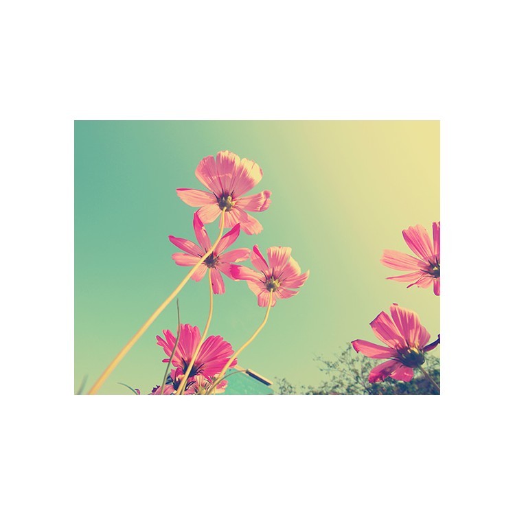  Ροζ λουλούδια «Κόσμος»