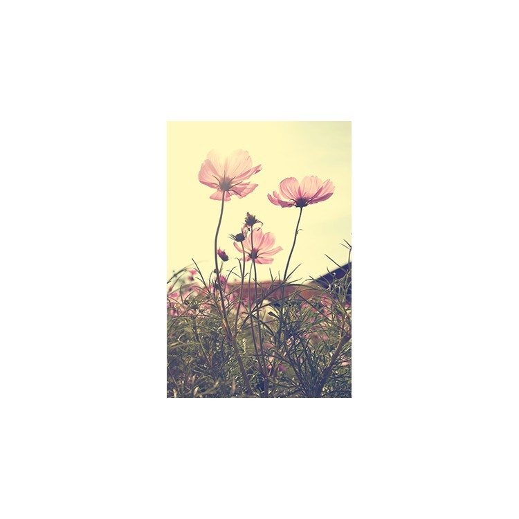  Λουλούδια «Κόσμος»