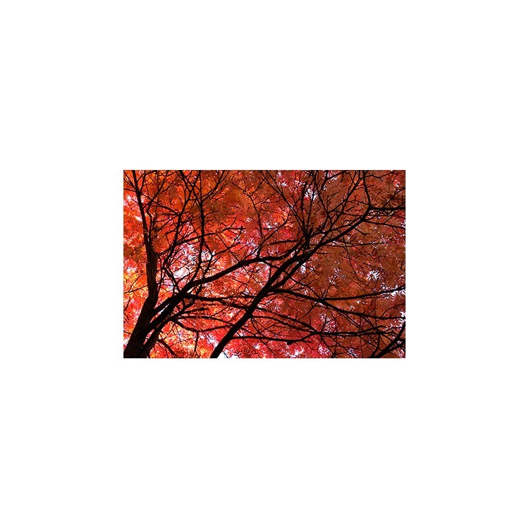  Φθινοπωρινή απεικόνιση δέντρου