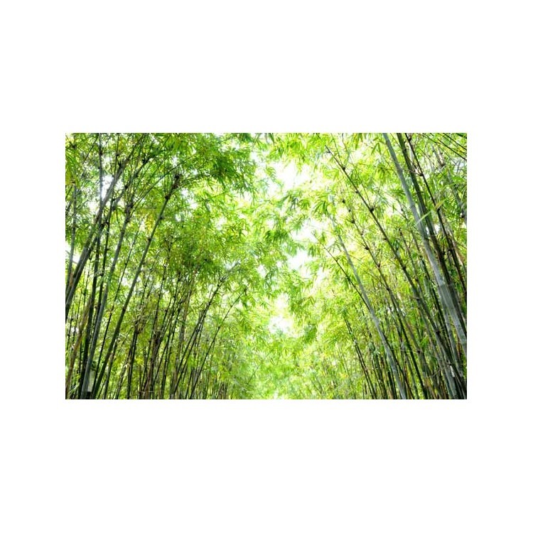  Δάσος από μπαμπού