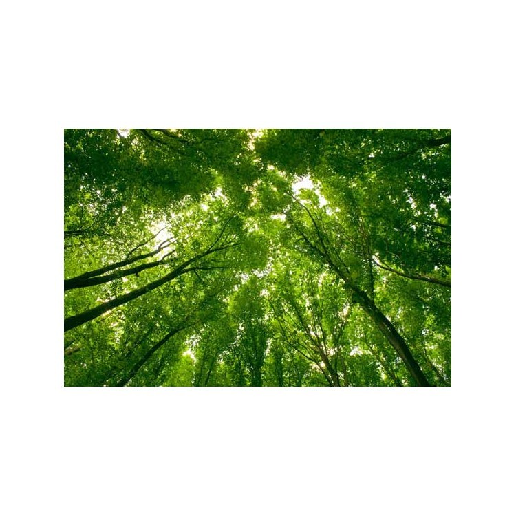  Ψηλά πράσινα δέντρα δάσους