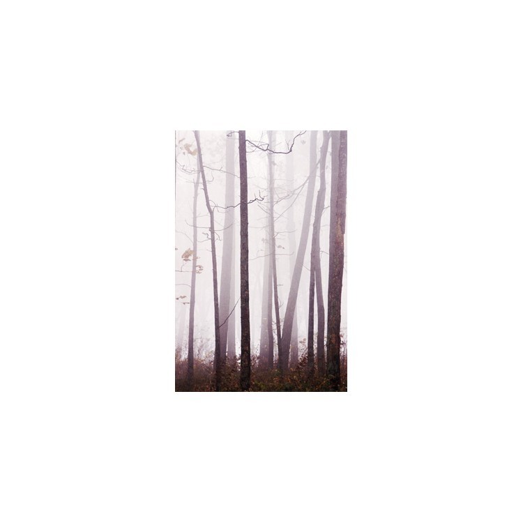  Πυκνή ομίχλη στο δάσος