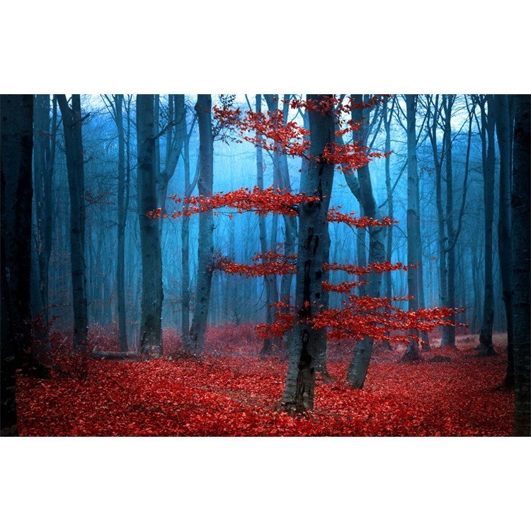  Κόκκινα φύλλα, δάσος