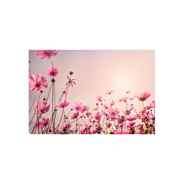  Ροζ λουλούδια
