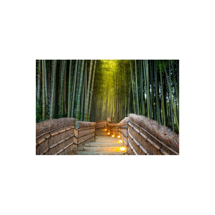  Δάσος από μπαμπού στο Κιότο