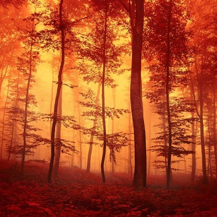 Κόκκινο δάσος